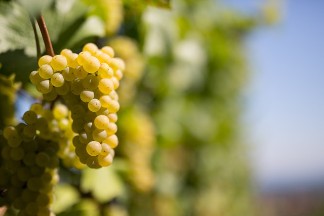 program zwiedzania wloskich winnic i degustacji lokalnych win