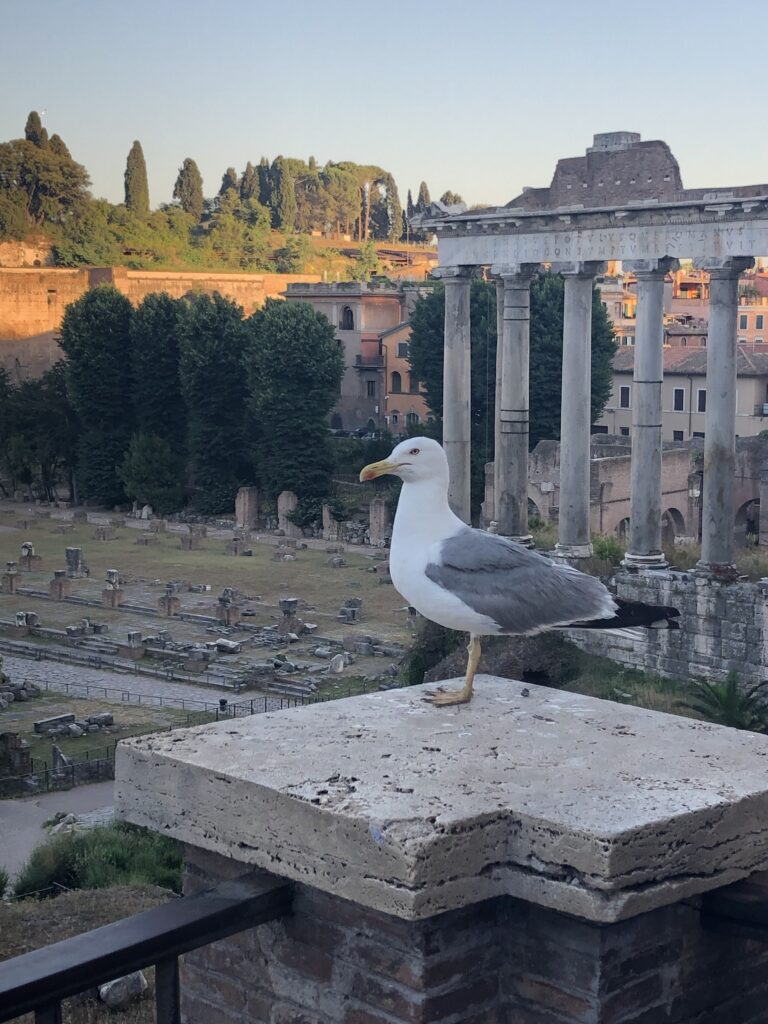 Mewa z widokiem na Forum Romanum